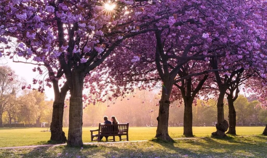 Cherry Blossom trees in the Meadows Edinburgh